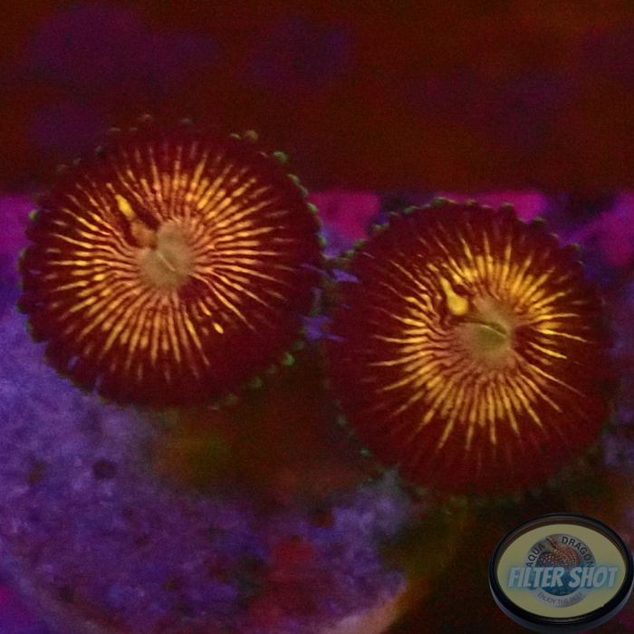 Krustenanemonen „Picollo“