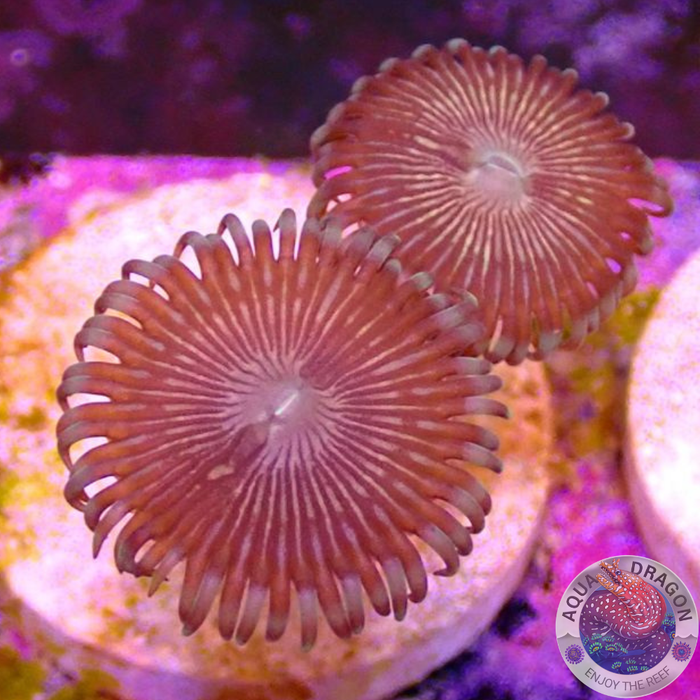 Krustenanemonen „Picollo“