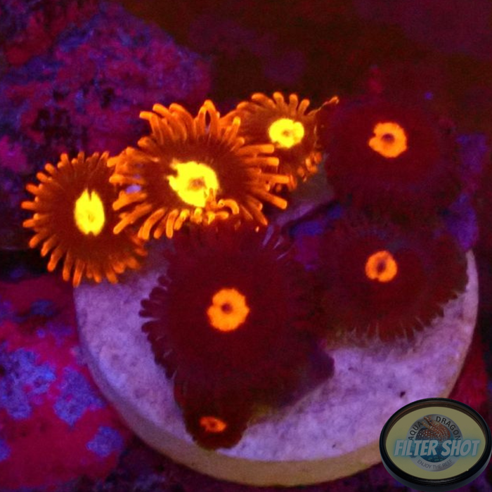 Krustenanemonen „Punk Egg“ WYSIWYG