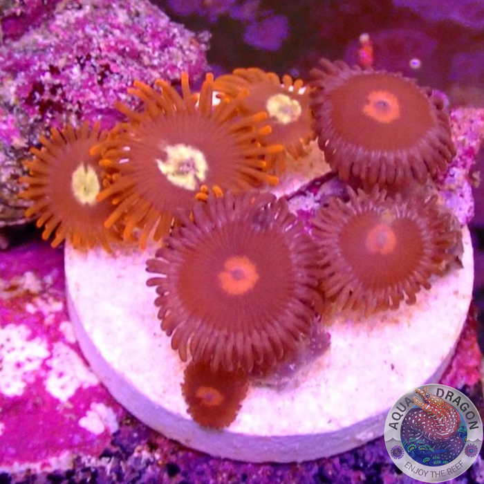 Krustenanemonen „Punk Egg“ WYSIWYG