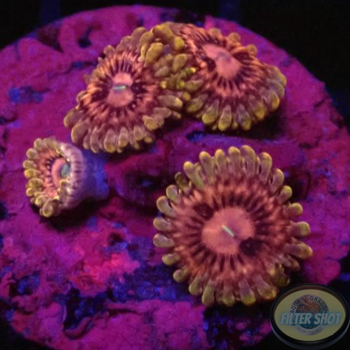Krustenanemonen „Queen B*“ WYSIWYG „AD Special“