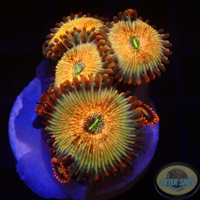 Krustenanemonen „Seduction & Friends“ WYSIWYG „AD Special“