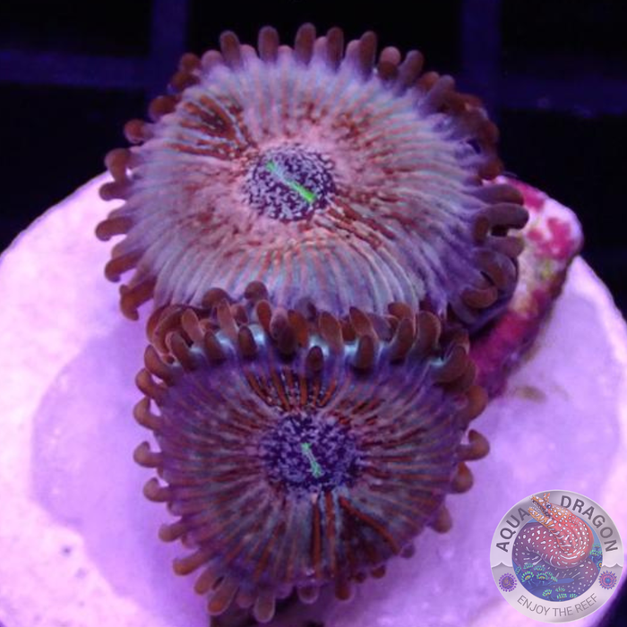 Krustenanemonen „Seduction“ WYSIWYG „AD Special“
