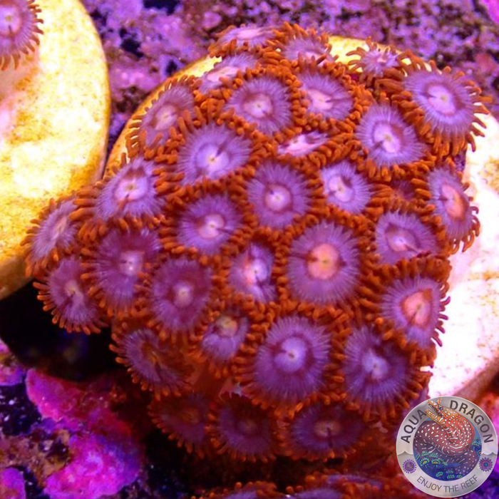 Krustenanemonen „Snitches“