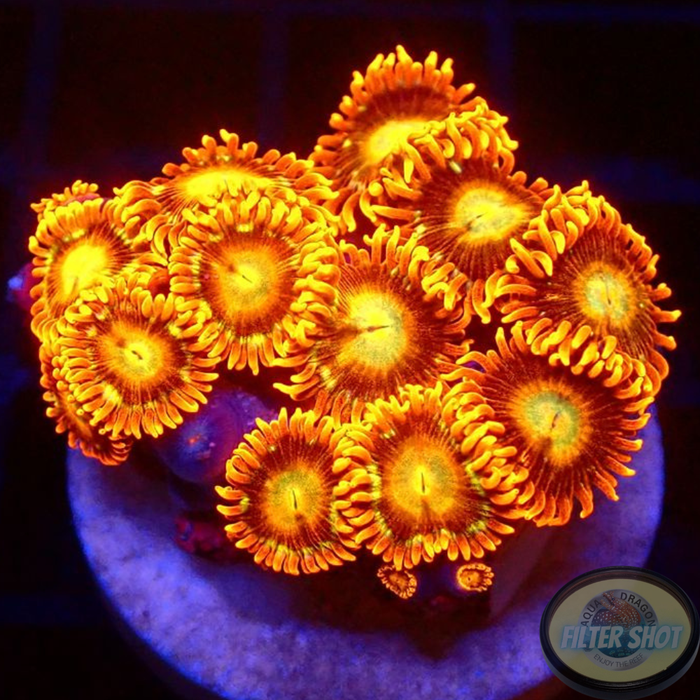 Krustenanemonen „Tequila Sunrise“ WYSIWYG