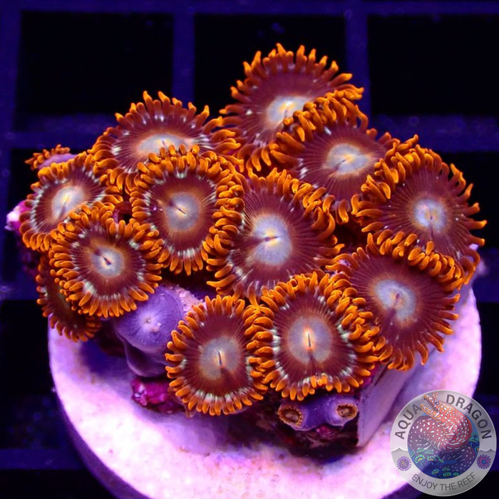 Krustenanemonen „Tequila Sunrise“ WYSIWYG