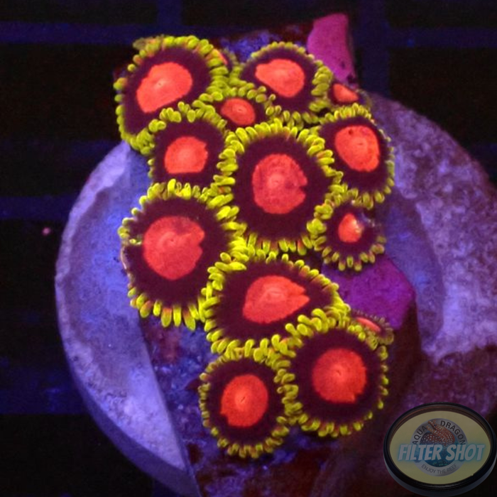 Krustenanemonen „Wango Tango“ WYSIWYG „AD Special“