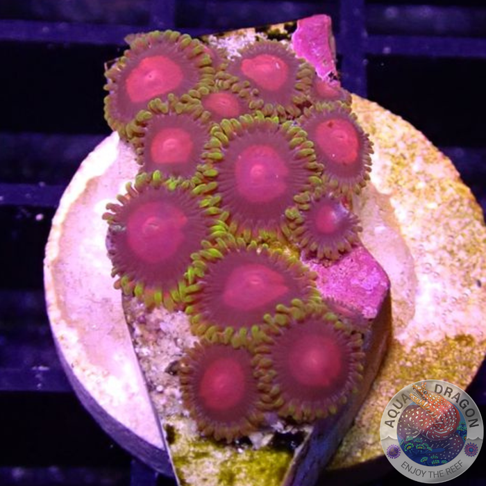Krustenanemonen „Wango Tango“ WYSIWYG „AD Special“