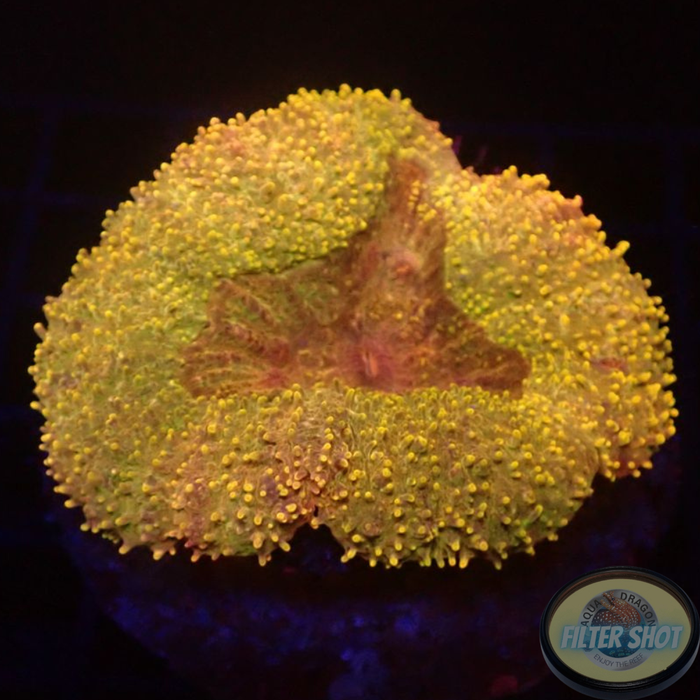 Lobophyllia „Golden Orange“ WYSIWYG