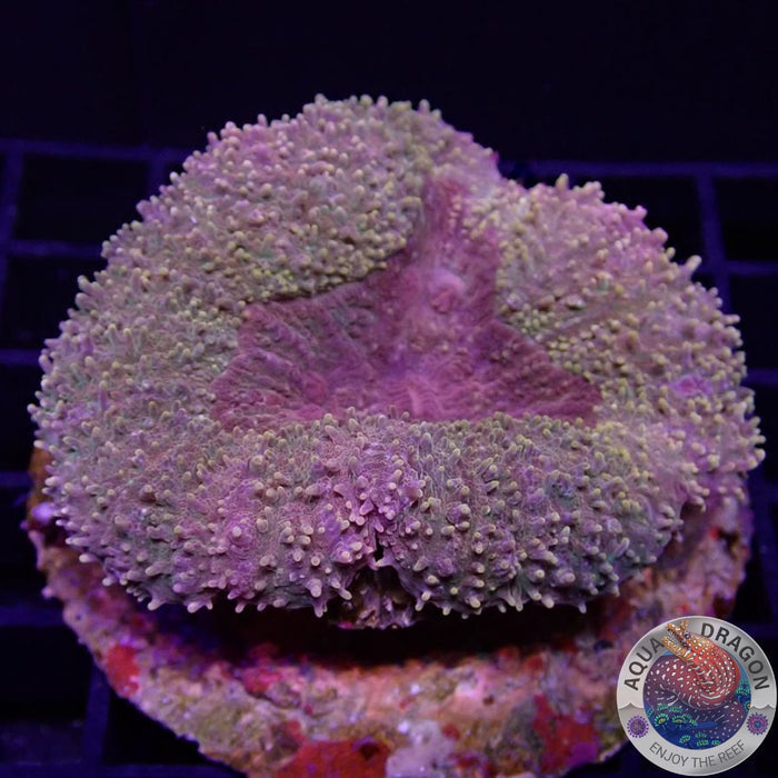 Lobophyllia „Golden Orange“ WYSIWYG
