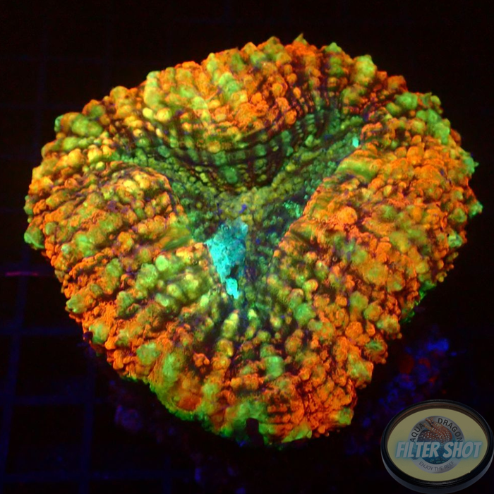 Lobophyllia spp. „Pogo“ WYSIWYG „AD Special“