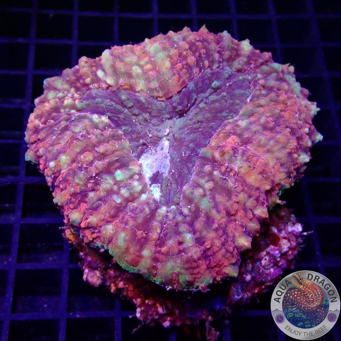 Lobophyllia spp. „Pogo“ WYSIWYG „AD Special“