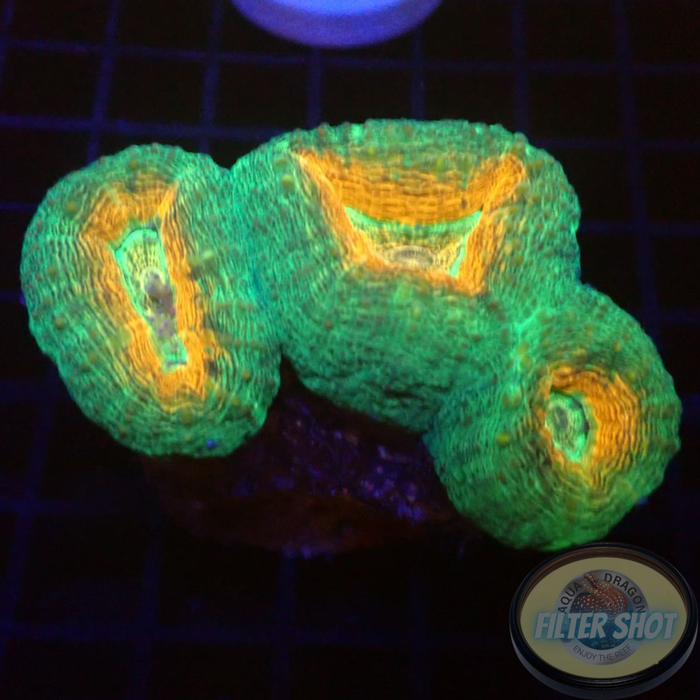 Lobophyllia spp. „Pumpkin Garden“ WYSIWYG