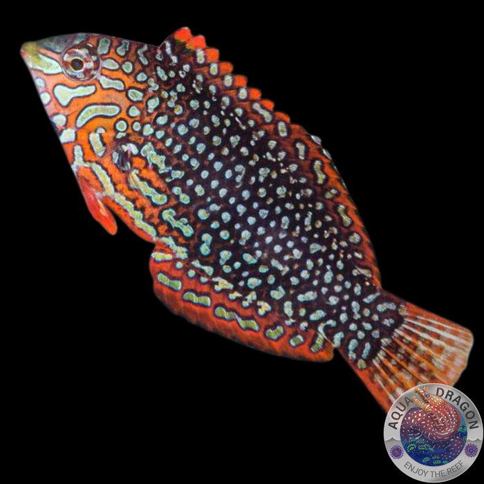 Macropharyngodon ornatus „Leoparden-Junker“