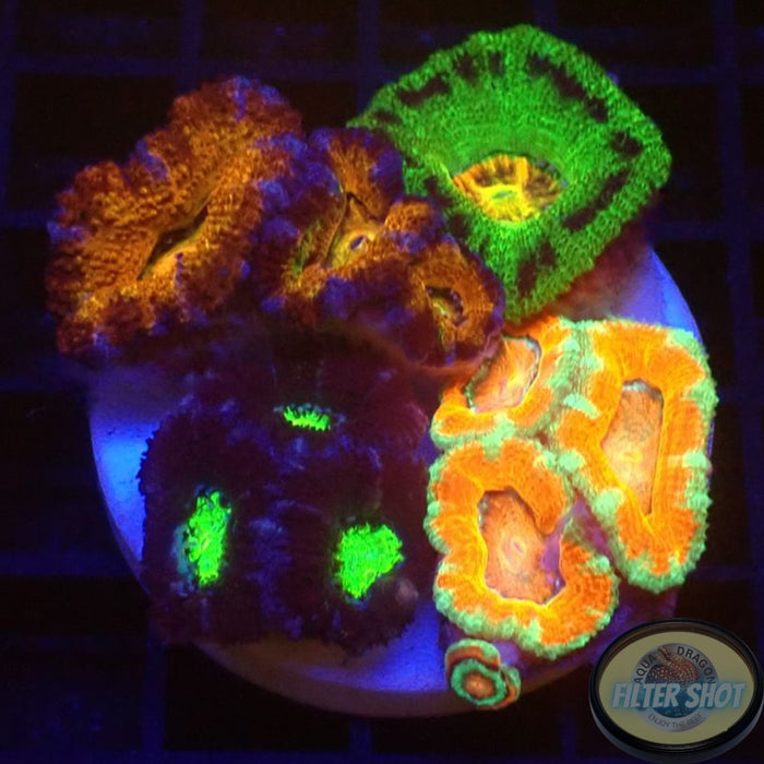 Micromussa spp. „4th Element“