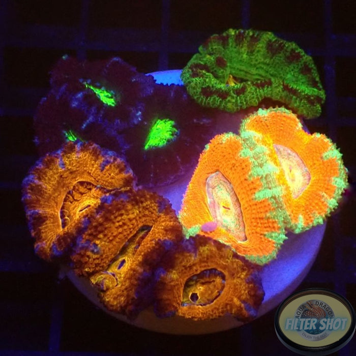Micromussa spp. „4th Element“