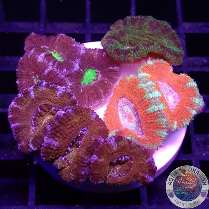 Micromussa spp. „4th Element“