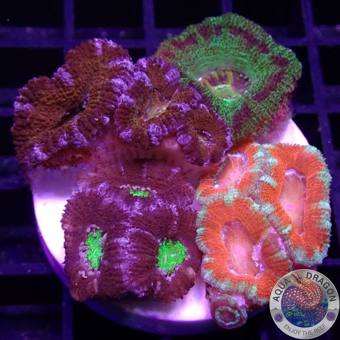 Micromussa spp. „4th Element“
