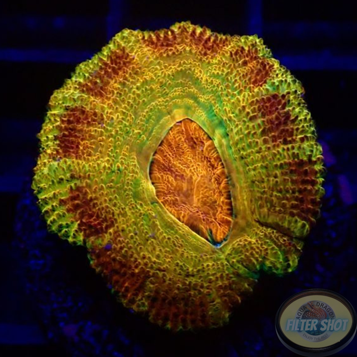 Micromussa spp. „Odyssee“