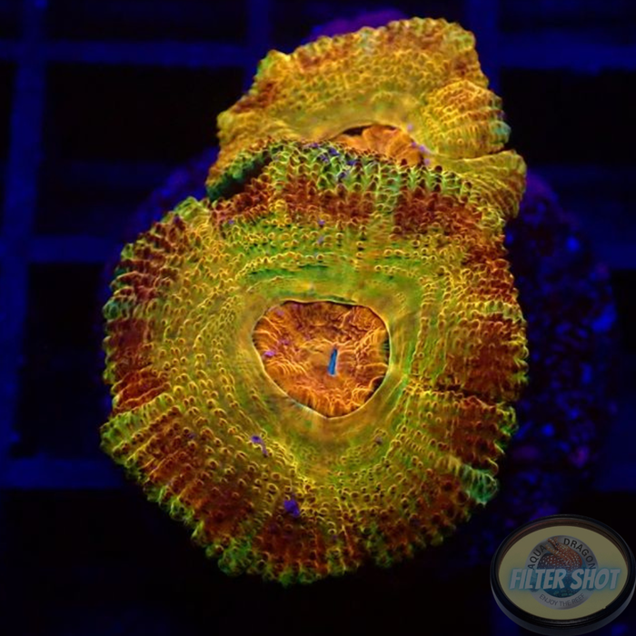 Micromussa spp. „Odyssee“