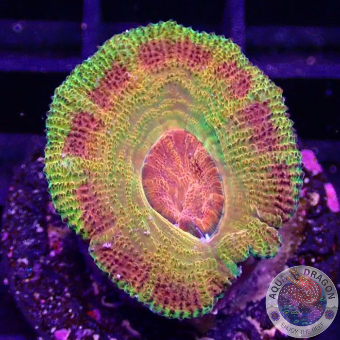 Micromussa spp. „Odyssee“