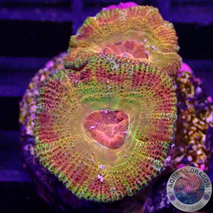 Micromussa spp. „Odyssee“