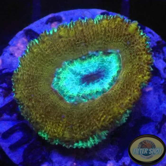 Micromussa spp. „Orbital“
