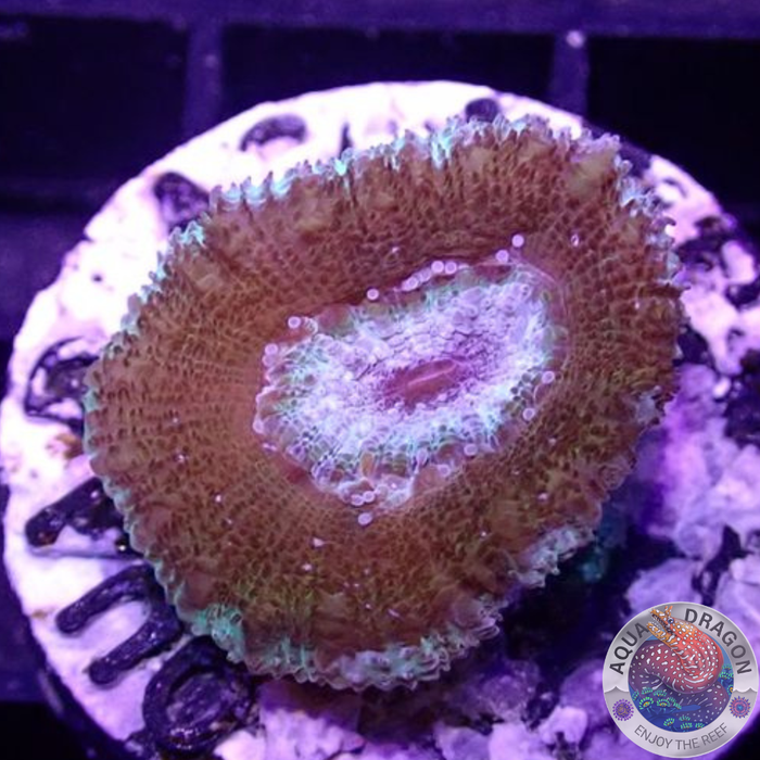 Micromussa spp. „Orbital“