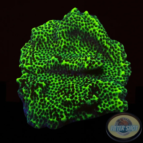Montipora confusa
