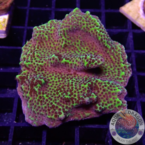 Montipora confusa