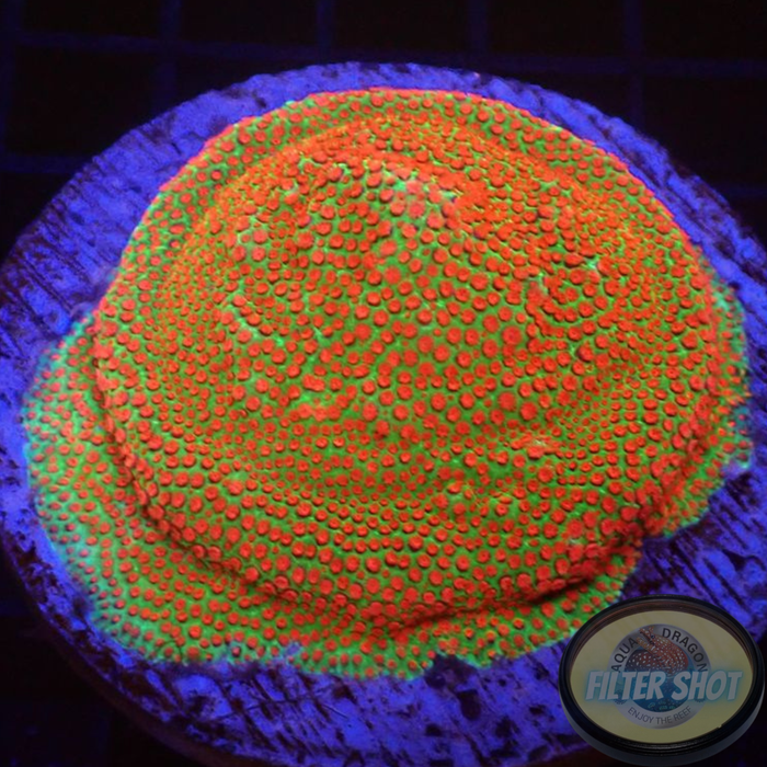 Montipora spp. „Chili Pepper“ WYSIWYG
