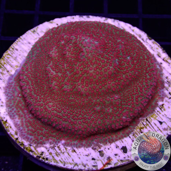 Montipora spp. „Chili Pepper“ WYSIWYG
