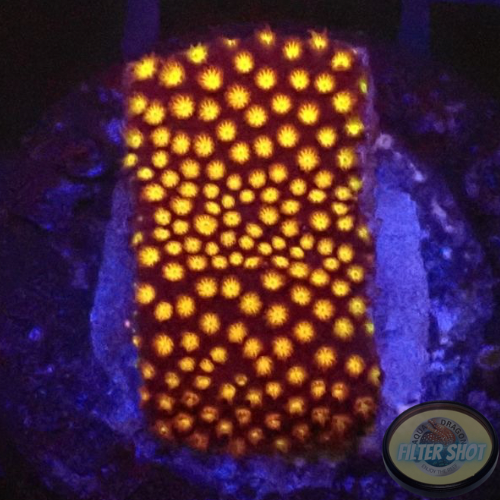 Montipora spp. „Fever“ AD Special