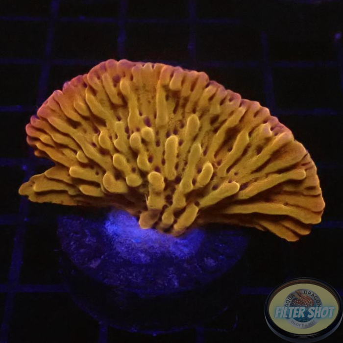 Montipora spp. „Flaming Phoenix“ 🐦‍🔥 WYSIWYG „AD Special“