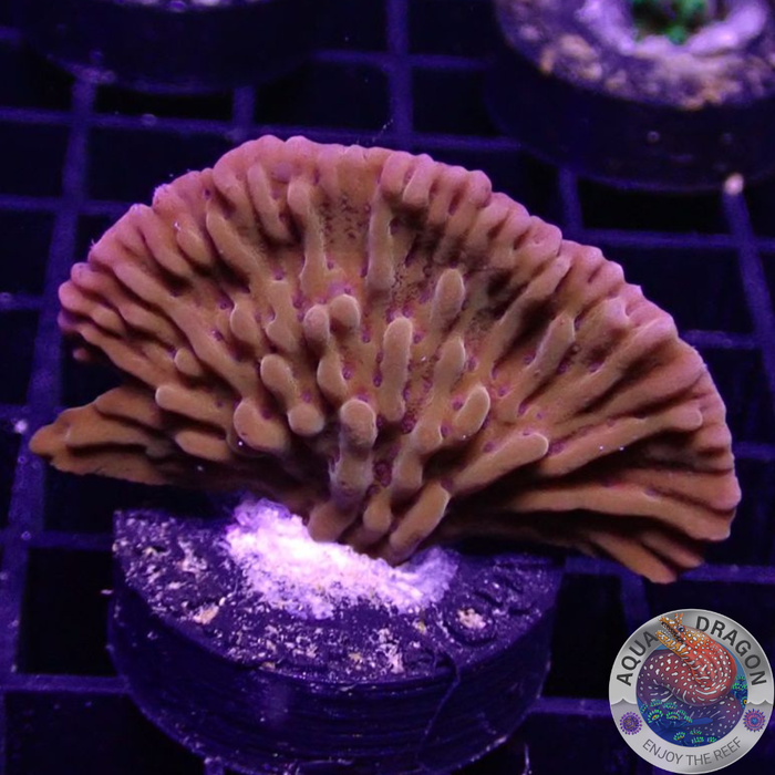 Montipora spp. „Flaming Phoenix“ 🐦‍🔥 WYSIWYG „AD Special“