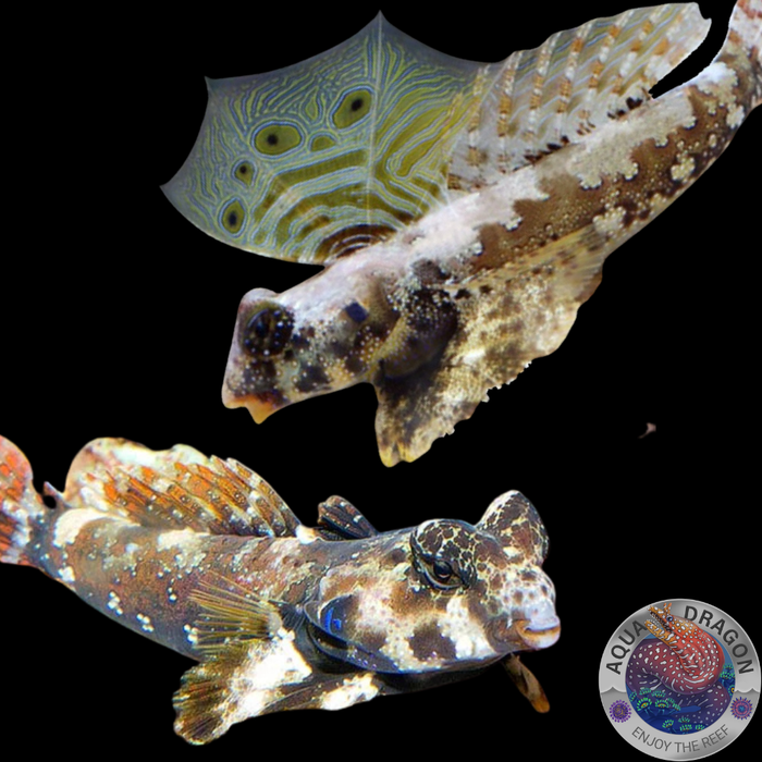 Neosynchiropus ocellatus „Augenfleck-Madarinfisch“ Paar