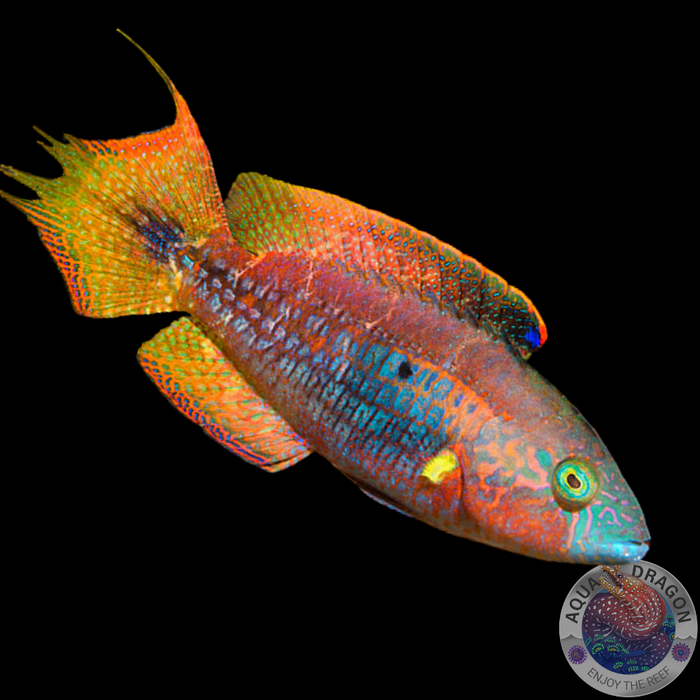 Oxycheilinus bimaculatus „Zweipunkt Maori Prachtlippfisch“