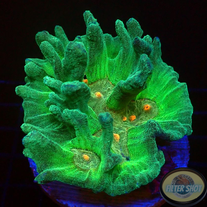 Pectinia spp. „Funky Forest“ WYSIWYG
