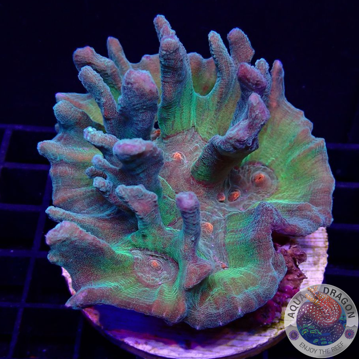 Pectinia spp. „Funky Forest“ WYSIWYG