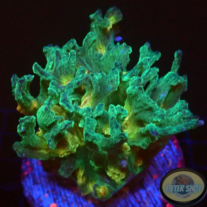 Pectinia spp. „Golden Forest“ WYSIWYG