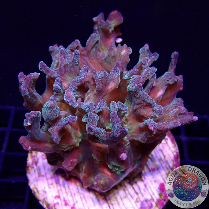 Pectinia spp. „Golden Forest“ WYSIWYG