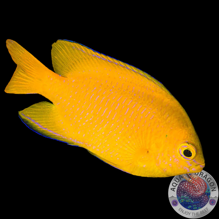 Pomacentrus moluccensis „Zitronen-Demoiselle“