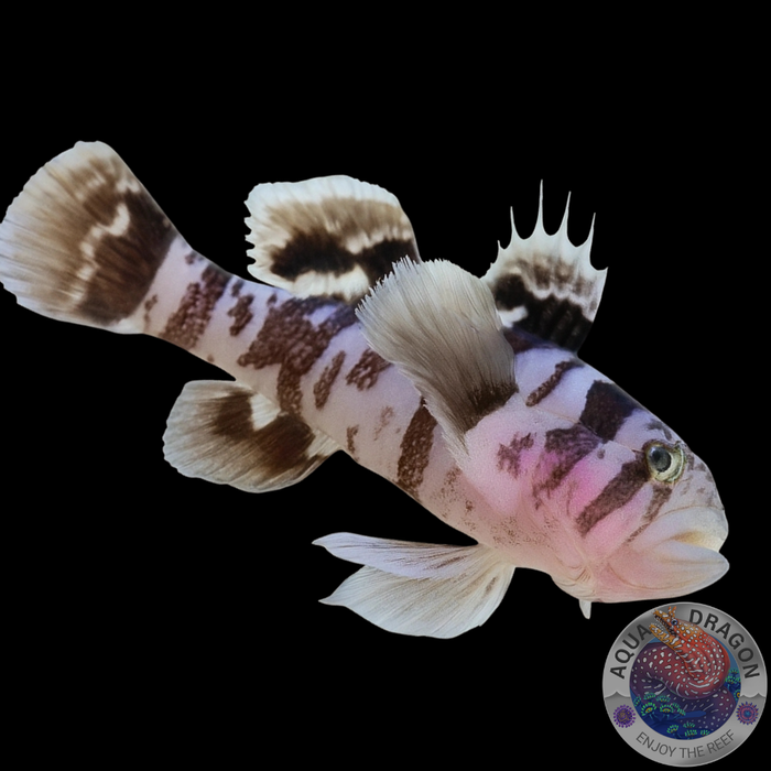 Priolepis nocturna „Sägeflossengrundel“