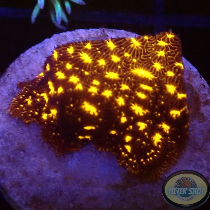 Psammocora spp. „Outer Space