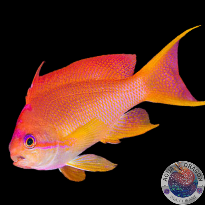 Pseudanthias cheirospilos „Lyretail Anthias“