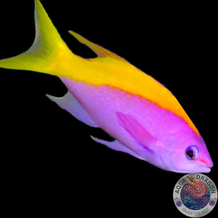 Pseudanthias evansi „Gelbrücken-Fahnenbarsch“