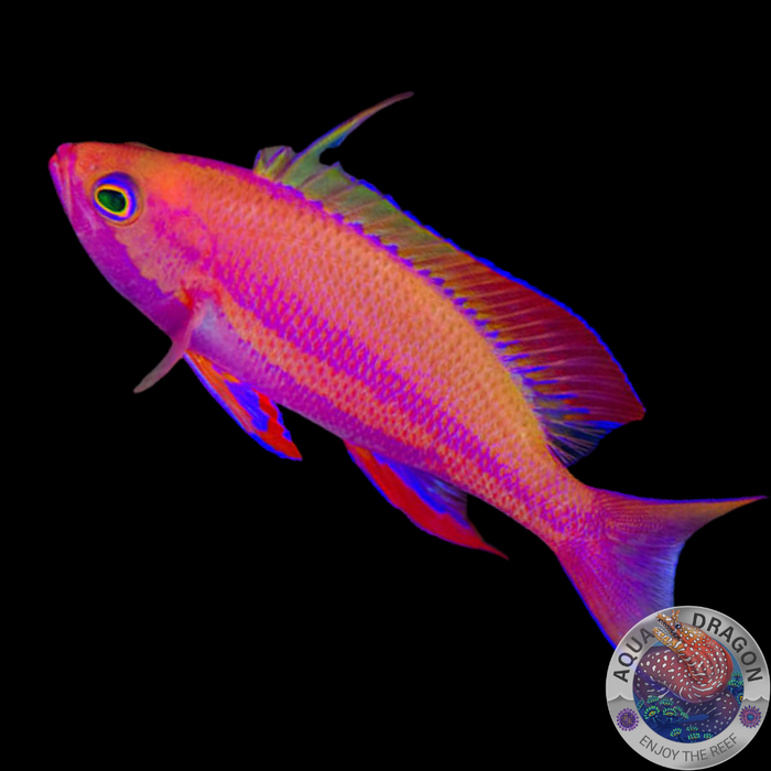 Pseudanthias randalli „Randalls Fahnenbarsch“
