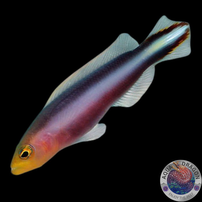 Pseudochromis bitaeniatus „Zwergbarsch“