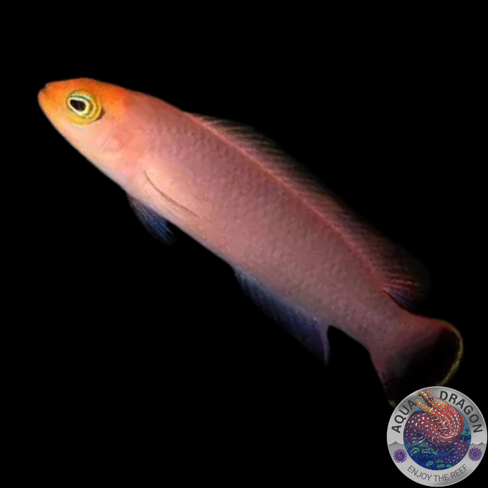 Pseudochromis elongatus „Eleganter Zwergbarsch“