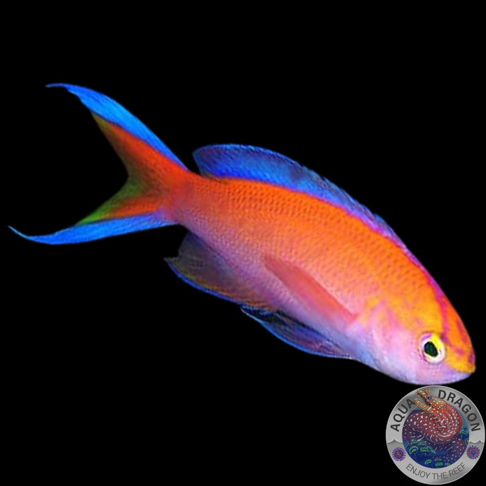 Pyronotanthias parvirostris „Diadem Fahnenbarsch“